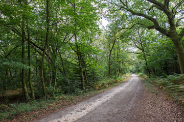 Fototapeta na wymiar Forêt de Largoët