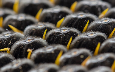 Black seeds in a sunflower as a background.