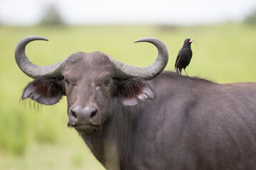 African buffalo or Cape buffalo (Syncerus caffer)