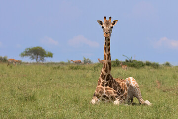 Rothschild's giraffe (Giraffa camelopardalis rothschildi) is a subspecies of the Northern giraffe...