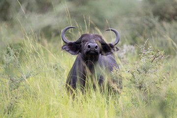 African buffalo or Cape buffalo (Syncerus caffer)