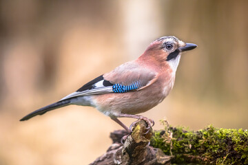 Curious Eurasian Jay on bright background