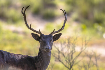 Naklejka na ściany i meble Fallow deer male with stags in rutting season