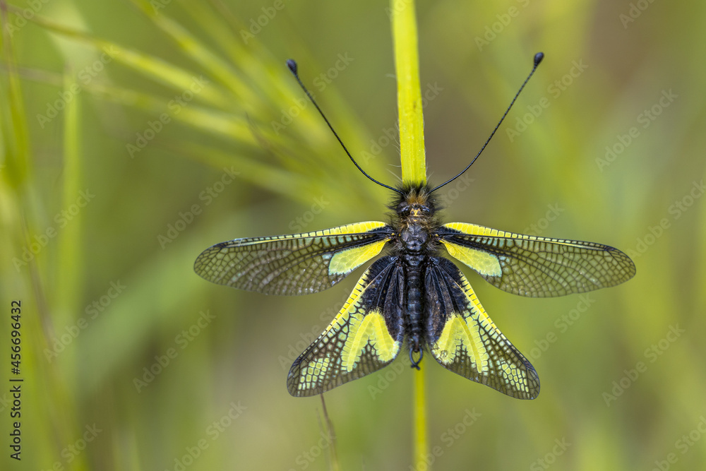 Sticker Owly sulphur insect