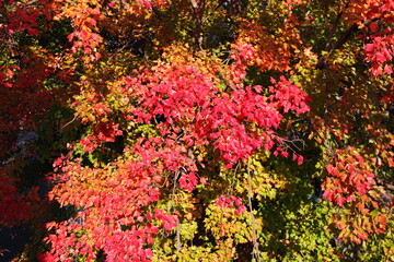 紅葉を見下ろす