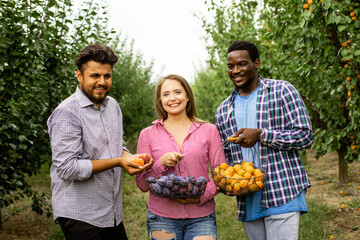 Obraz premium Co-workers at the fruit farm after picking harvest