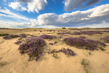 Inviting landscape scene of heathland
