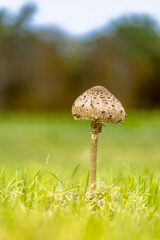 Parasol Mushroom in meadow