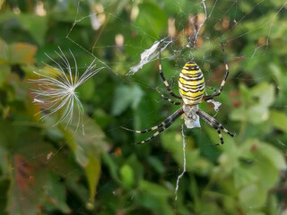 The Argiopa (Argiope lobata Pall) spider in the web eats its insect victim against the background of green foliage.