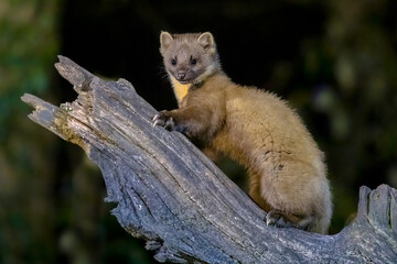 Pine marten on trunk in forest at night