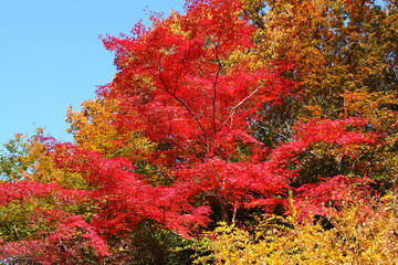 森の紅葉