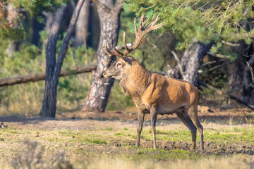 Red deer rutting season Veluwe