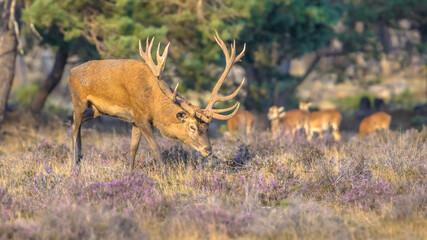Red deer rutting season Veluwe