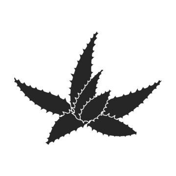 Aloe vera vector icon.Black vector icon isolated on white background aloe vera.
