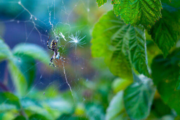 The Argiopa (Argiope lobata Pall) spider in the web eats its insect victim against the background of green foliage.