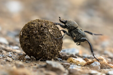 plugging dung beetle solving problems
