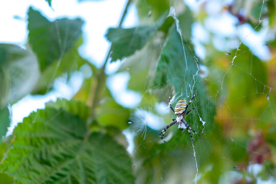 The Argiopa (Argiope lobata Pall) spider in the web eats its insect victim against the background of green foliage.