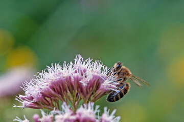 Nahaufnahme einer Biene auf der Blüte von Wasserdost