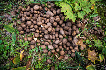 Potatoes thrown into the forest.