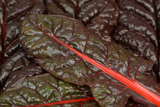Swiss chard, mangold fresh leaves closeup, leaf beet, healthy food ingradient, vivid vegetable or culinary background.