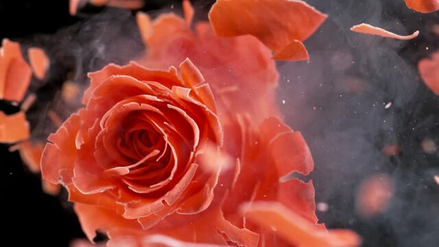 Super slow motion explosion of orange rose frozen in liquid nitrogen. Filmed on high speed cinematic camera at 1000 frames per second.