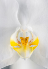 Orchid flower, close up details