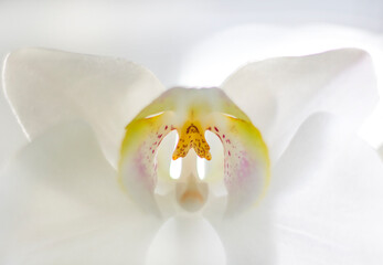 Orchid flower, close up details