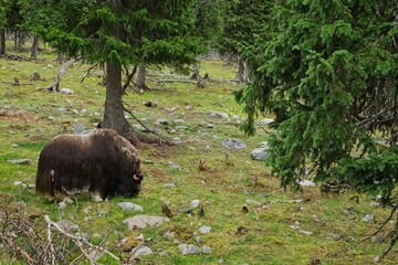 The musk ox eats grass at Myskoxcentrum near Tännes in northern Sweden - 456699202