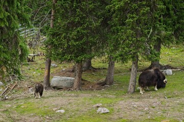 Large and small musk ox eat grass in Myskoxcentrum near Tännäs in northern Sweden - 456699230