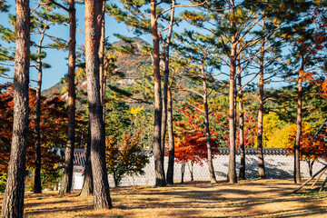 Gyeongbokgung Palace and autumn forest in Seoul, Korea