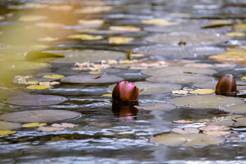Flowers in Spring. Summer in a pond. Healthy living. 