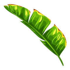 Illustration of banana palm leaf. Decorative image of tropical foliage and plant.