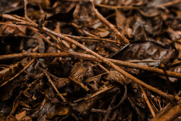 Dry leaves in the tea garden Pangalengan Indonesia    