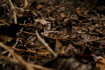 Dry leaves in the tea garden Pangalengan Indonesia    