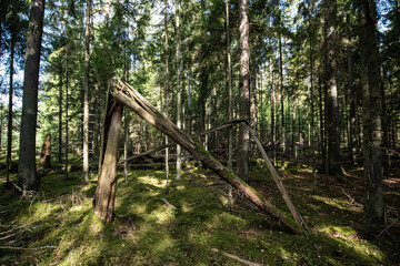 Old dry tree trunk stumps laying in forest. Broken tree.