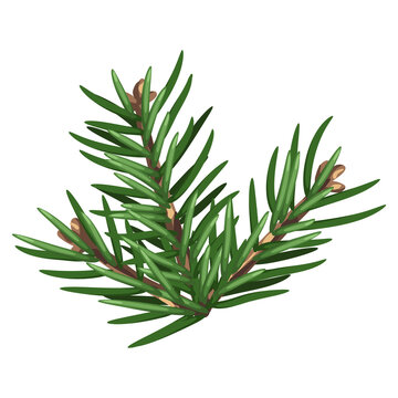 Illustration of spruce branch with needles. Twig for Christmas and New Year design. Decorative plant.