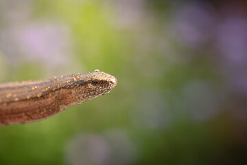 Slow worm, Anguis fragilis, close up of head, coverd in early morning dew