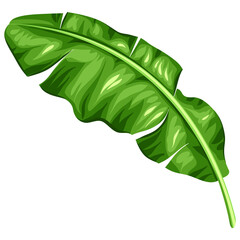 Illustration of banana palm leaf. Decorative image of tropical foliage and plant.