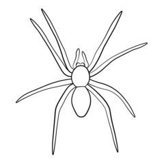 Spider. Vector illustration in a linear style. Design element for decoration for Halloween, magic and mysticism. 