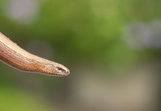 Slow worm, Anguis fragilis, difuse green background