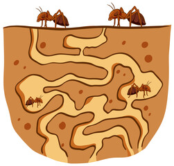 Underground ant nest with red ants