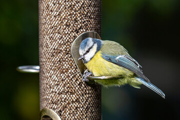 A Eurasian Blue Tit Perched on a Garden Bird Feeder
