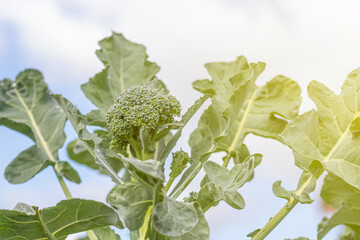 soft focus. natural light. growing organic products without the use of chemicals. green broccoli. close-up.
