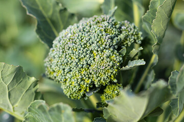 soft focus. natural light. growing organic products without the use of chemicals. green broccoli. close-up.