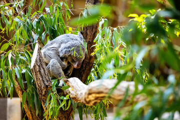 Sleeping Koara on the Tree