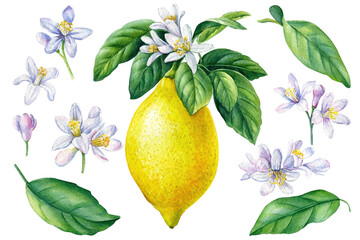 Set of blooming lemon, leaves, flowers on isolated white background, watercolor illustration, citrus fruit