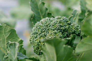 soft focus. natural light. growing organic products without the use of chemicals. green broccoli....
