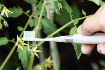 Hand holding electric vibrating toothbrush attempt to manually hand pollinate tomato plant flower - obrazy, fototapety, plakaty