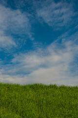 Fototapeta na wymiar Blue sky and green grass.