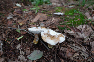 버섯, 자연, 균류, 숲속,